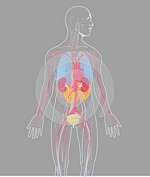 Vector illustration internal organs human anatomy vector  on gray background, human internal anatomy photo