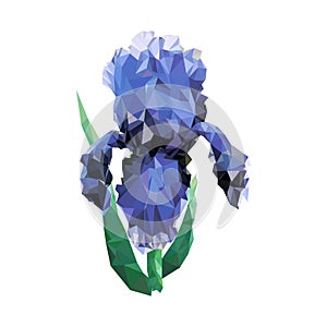 Vector illustration of an iris flower in Low Polly style.