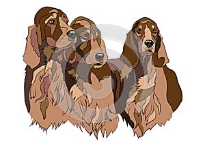 Vector illustration of Irish Setter group dogs breed. For logo branding t-shirt design coloring book catalog dog show.