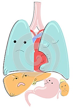 Vector illustration of isolated cartoon anatomical animated organs such as lungs, heart, stomach, liver with gallbladder photo