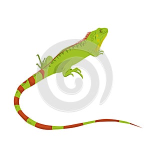 Vector illustration of an isolated iguana