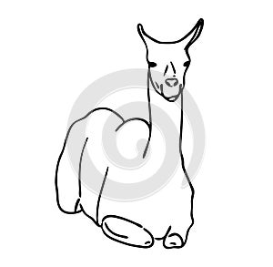 Vector illustration, isolated llama in black and white colors, outline original hand painted drawing