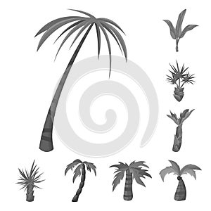 Vector illustration of jungle and botanical logo. Collection of jungle and flora stock symbol for web.