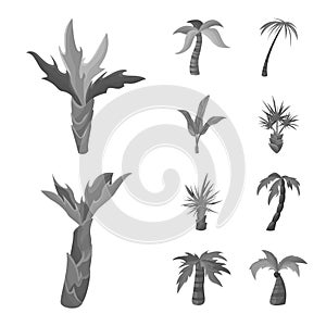 Vector illustration of jungle and botanical logo. Collection of jungle and flora vector icon for stock.