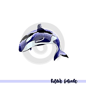 Vector illustration of killer whale.