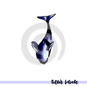 Vector illustration of killer whale.