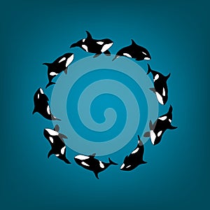 Vector illustration killer whales swimming in a circle. Marine animal Orca round frame on blue background