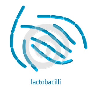 Vector illustration of lactobacilli