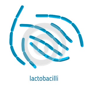 Vector illustration of lactobacilli photo