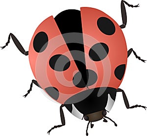 Vector illustration of a ladybug