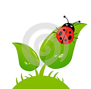 Vector illustration of a ladybug