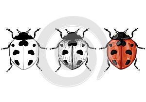 Vector illustration with ladybug realistic