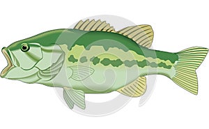 Large Mouth Bass Illustration