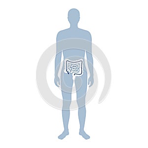 Vector illustration of large and small intestine