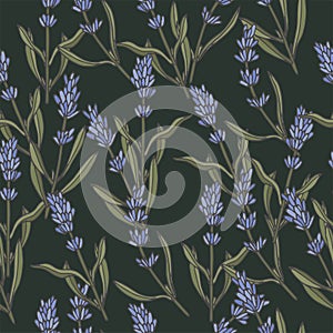 Vector illustration lavender branch - vintage engraved style. Seamless pattern in retro botanical style.