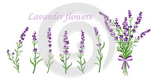 Vector illustration of lavender flower on different shape branches on white background. Vintage France provence concept