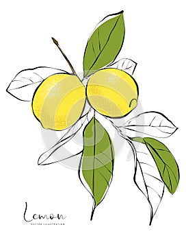 Vector illustration of lemon tree twig with lemon fruits and leaves photo