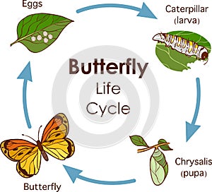 Vector illustration of Life Cycle of Butterfly diagram photo