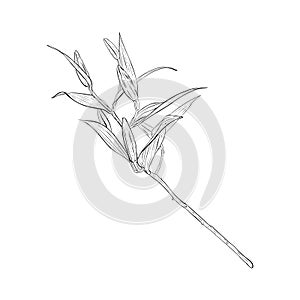 Vector illustration of lily flower branch with buds. It is ready to open. Black outline of petals, graphic drawing. For