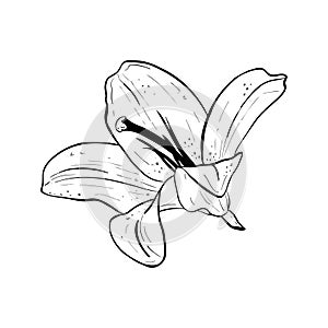 Vector illustration of lily flower in full bloom. Black outline of petals, graphic drawing, flower head is looking left