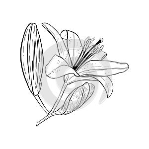 Vector illustration of lily flower in full bloom and two buds on stem. Black outline of petals, graphic drawing. For