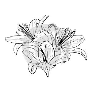 Vector illustration of lily flowers heads in full bloom. Black outline of petals, graphic drawing. For postcards, design