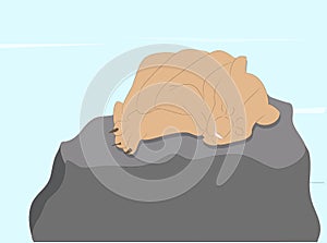 Vector illustration of a lioness sleeping, drawing color
