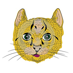 Vector illustration of little cat with long whiskers. White background