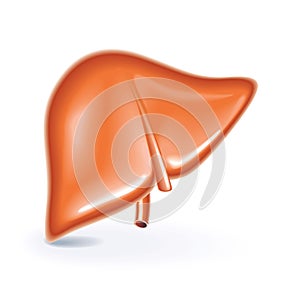 Vector illustration of liver organ