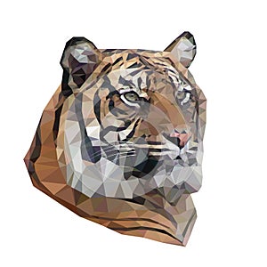 Vector illustration of low poly tiger.