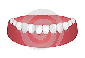 Vector illustration of lower dentition normal teeth