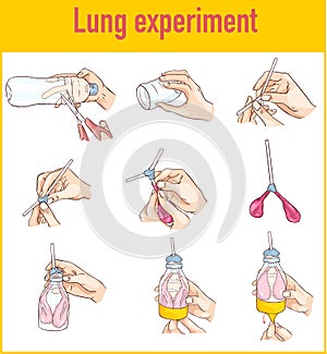 Vector illustration of a Lung breathing model