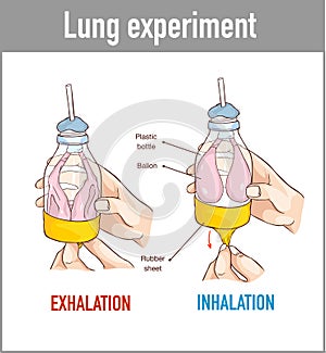 Vector illustration of a Lung breathing model photo