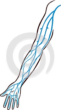 Vector illustration of a the major veins of the arm. photo