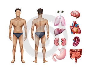 Vector illustration of male body template front and back with human internal organs detailed icons set on background photo