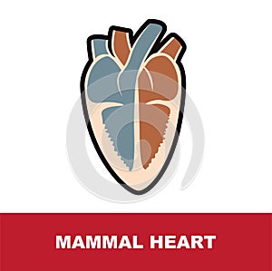 Vector illustration of mammal schematic heart anatomy