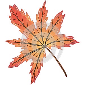 Vector illustration of maple leaf at autumn