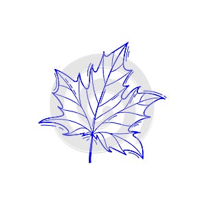 Vector illustration of maple leaf in doodle style, sketch line art isolated on white background