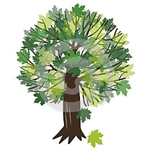 Vector illustration with a maple tree