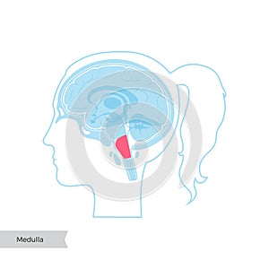 Vector illustration of Medulla oblongata