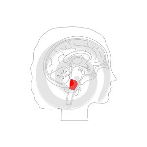 Vector illustration of Medulla oblongata