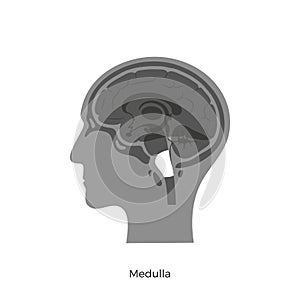 Vector illustration of Medulla oblongata