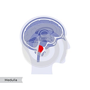 Vector illustration of Medulla oblongata