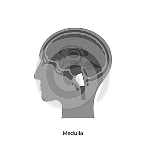 Vector illustration of Medulla oblongata photo