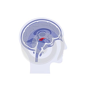 Vector illustration of midbrain