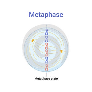 Vector illustration of Mitosis phase. Metaphase