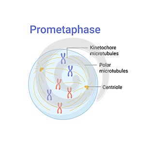 Vector illustration of Mitosis phase. Prometaphase
