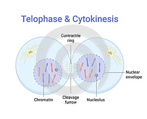 Vector illustration of Mitosis phase. Telophase and Cytokinesis