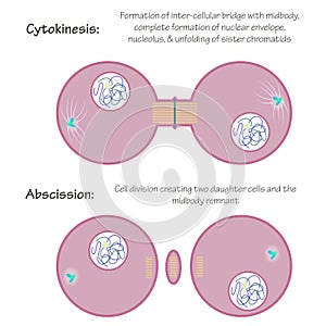 Vector illustration of mitosis steps of cytokinesis and abscission