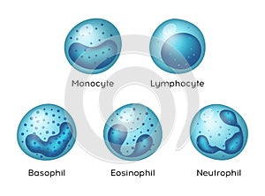 Vector illustration of Monocyte, Lymphocyte, Eosinophil, Neutrophil, Basophil .Types of blood cells.
